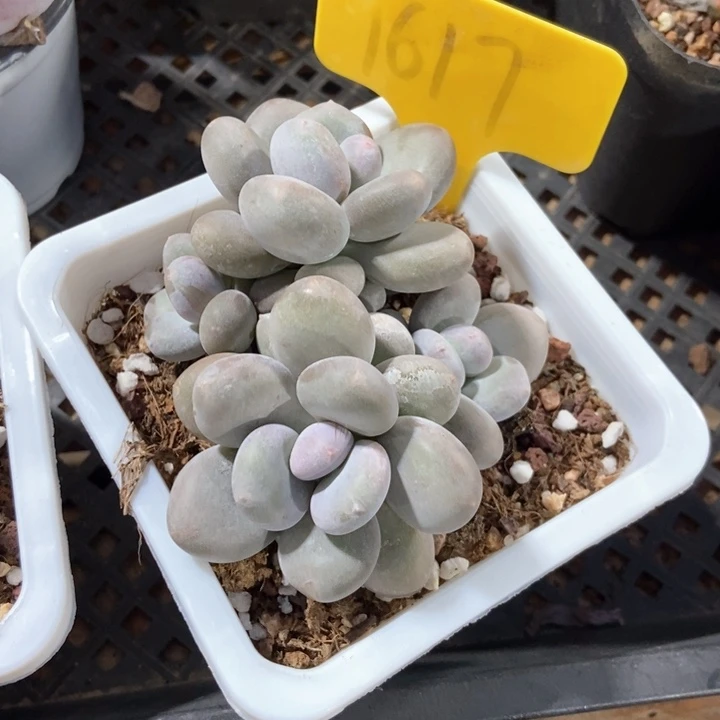 多肉植物橙雪球1617