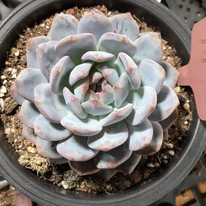 多肉植物星影单头1473