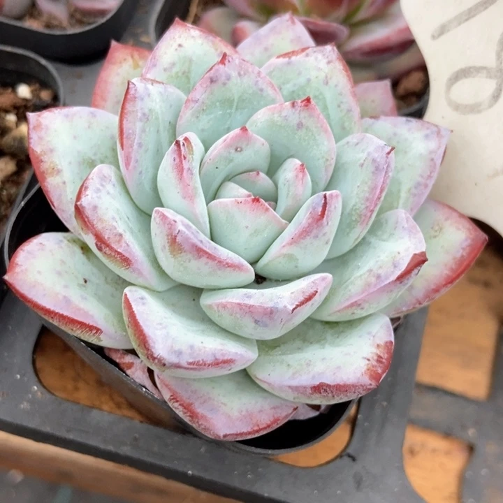 多肉植物冰岛1842