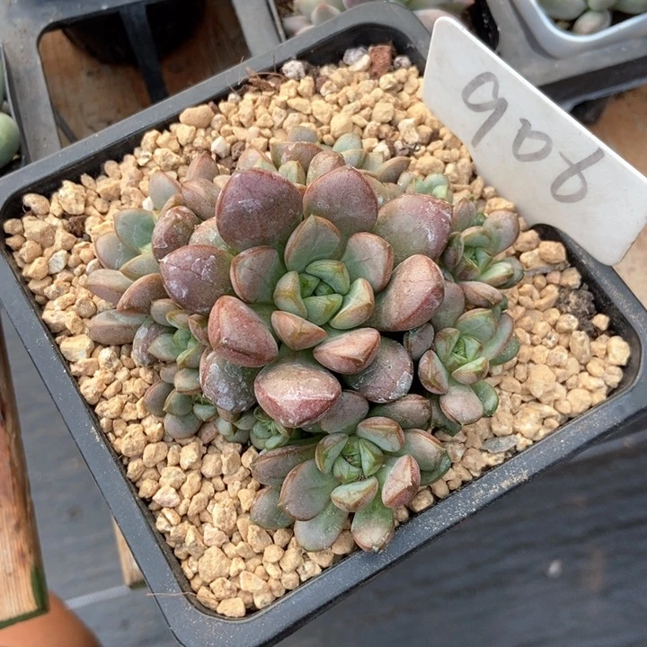 祖****。多肉植物葡萄906