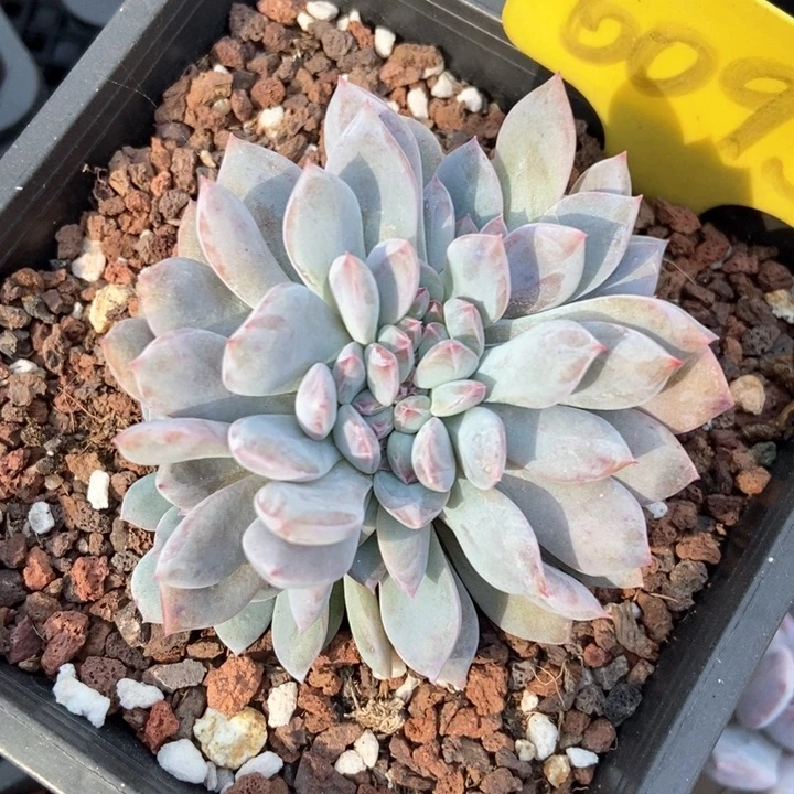 多肉植物缀6095多肉