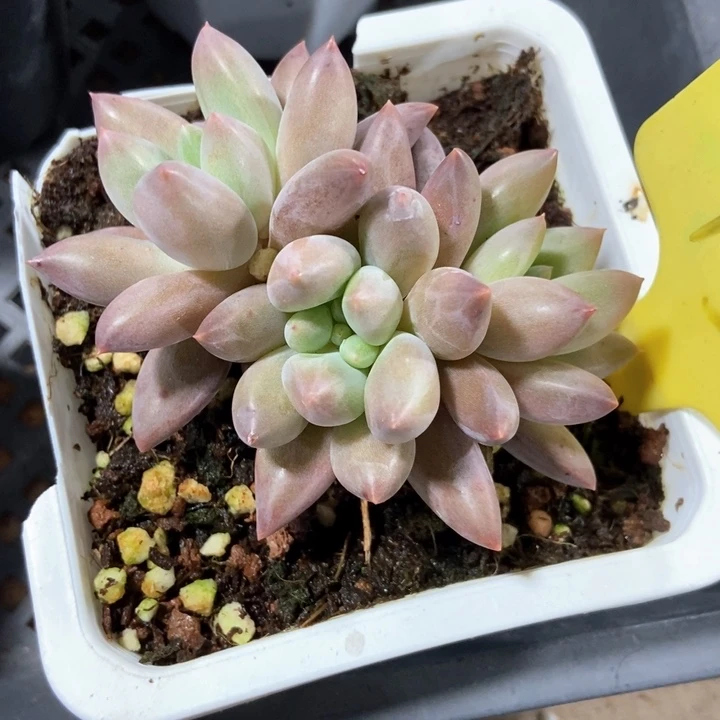 多肉植物车厘子13