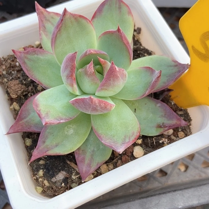 多肉植物惊鸿542