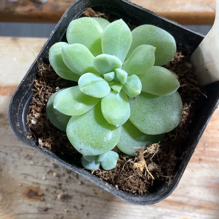 多肉植物冰玉石化591