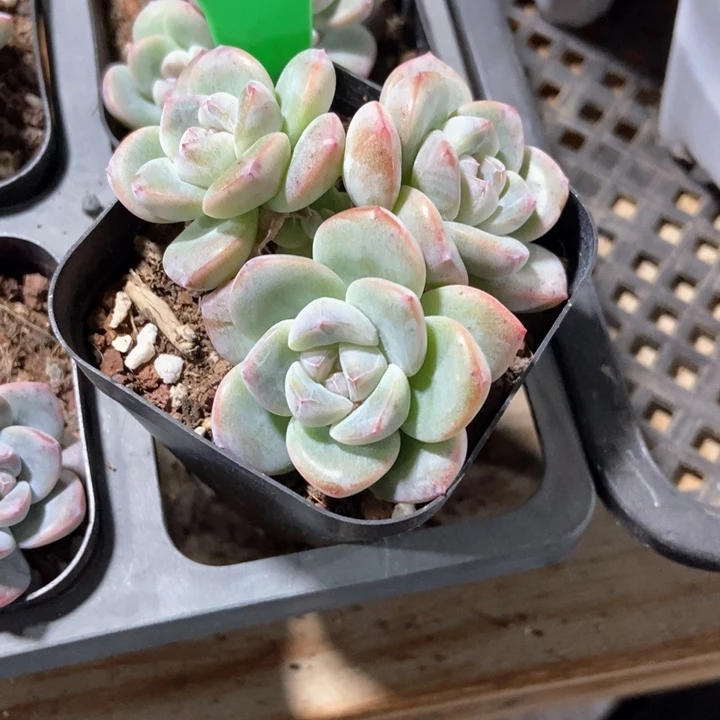 王*3多肉植物冰玉240
