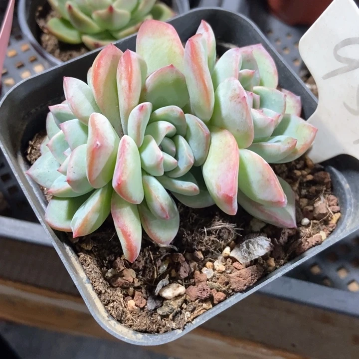 多肉植物泡芙954