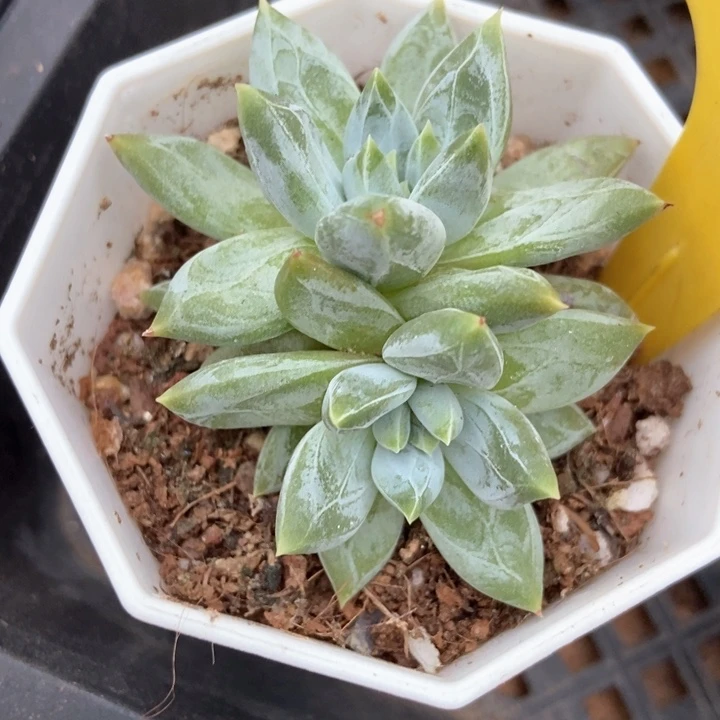 多肉植物梦幻美人6094