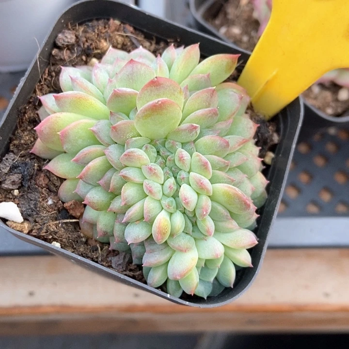 多肉植物缀化6094