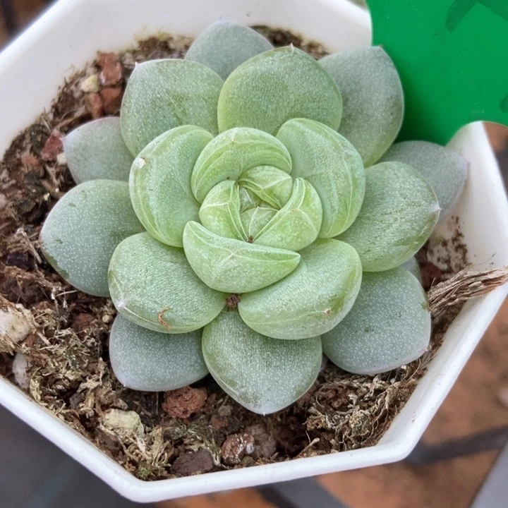 多肉植物星星珍妮844