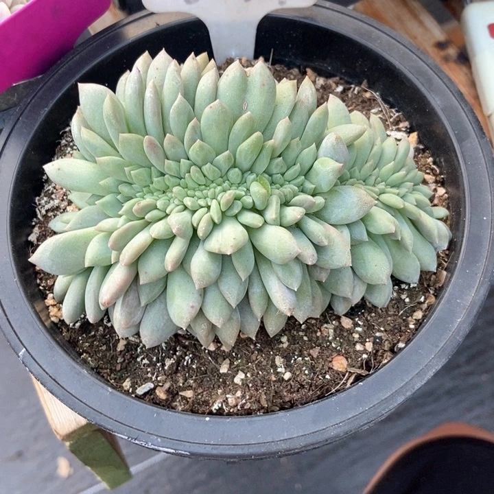 多肉植物缀化591