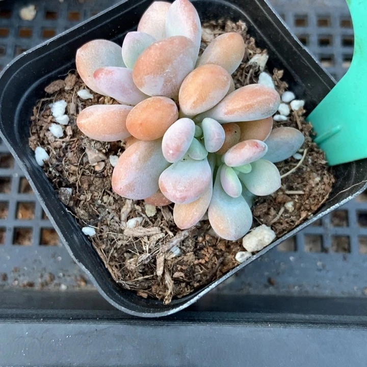 多肉植物粉兔朵朵1603