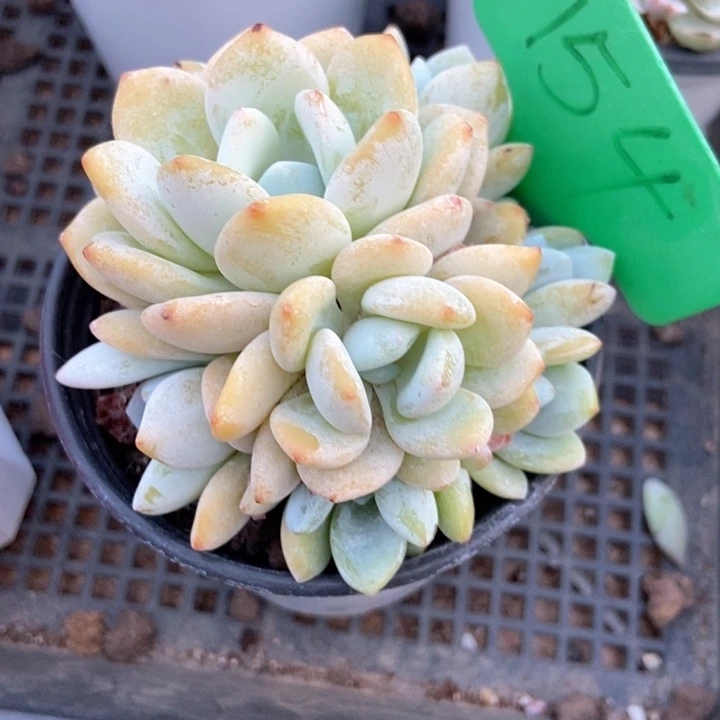 多肉植物冷香154