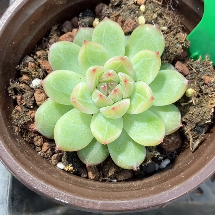 多肉植物雪花珍妮875