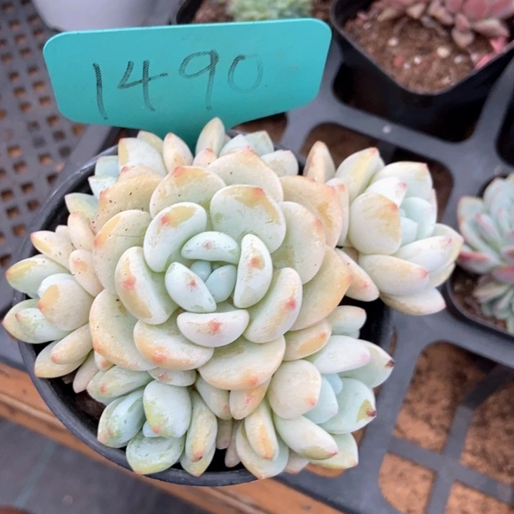 多肉植物冷香1490