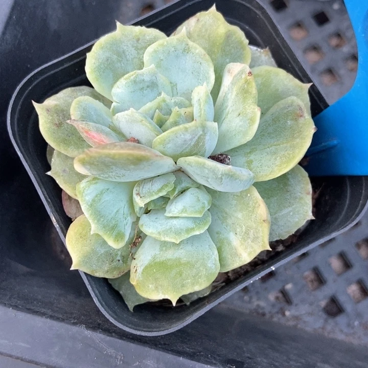 多肉植物石化6152