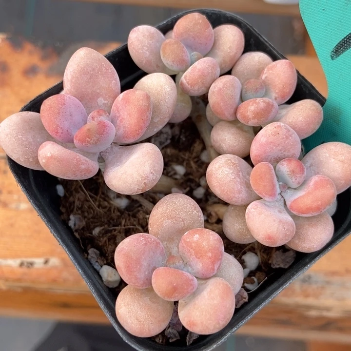 多肉植物桃蛋7231