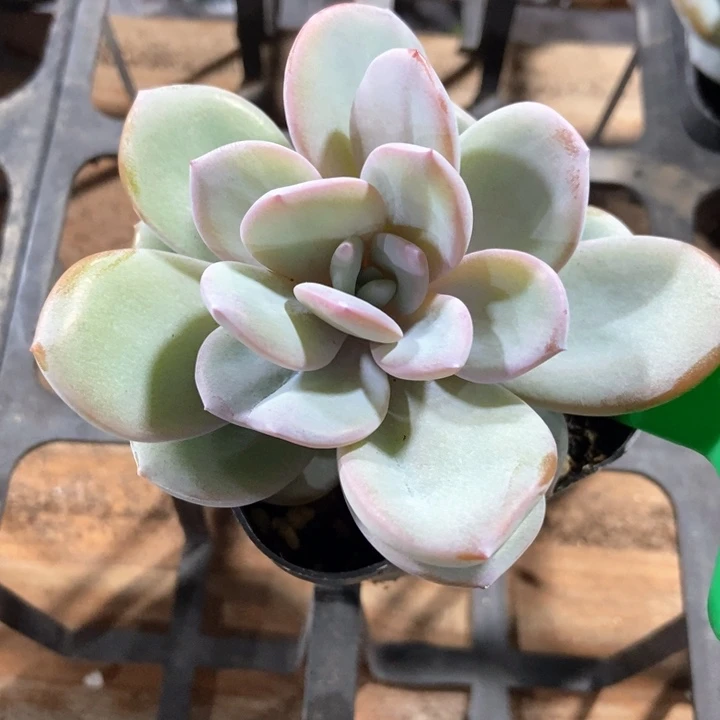 多肉植物奶茶841