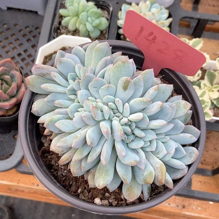 多肉植物缀化1428