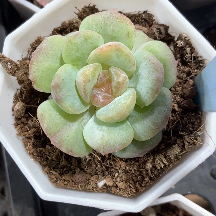 多肉植物梦幻泡影石化6052