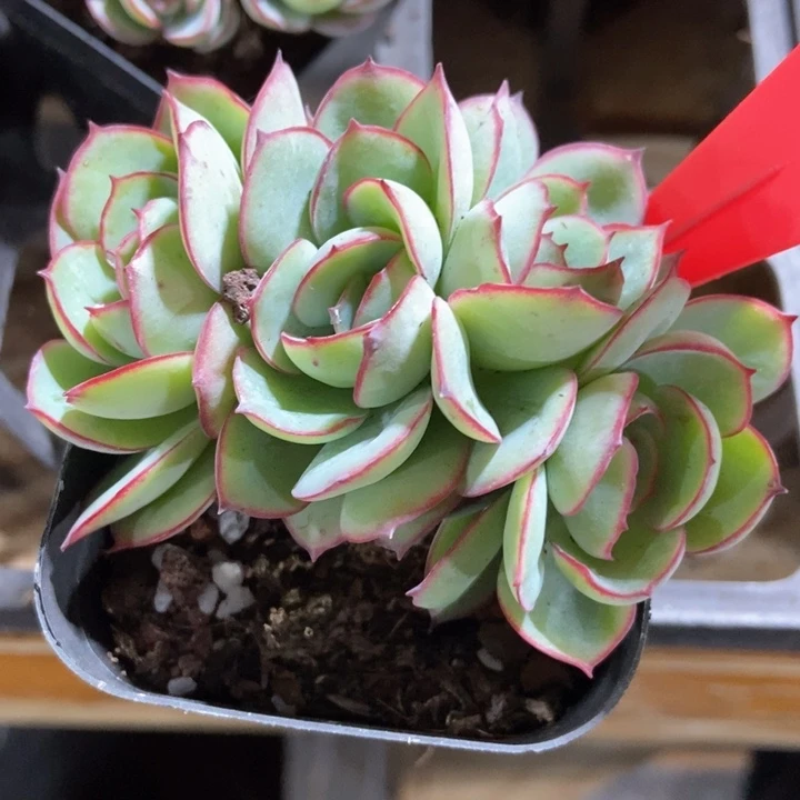 多肉植物牡丹亭1732