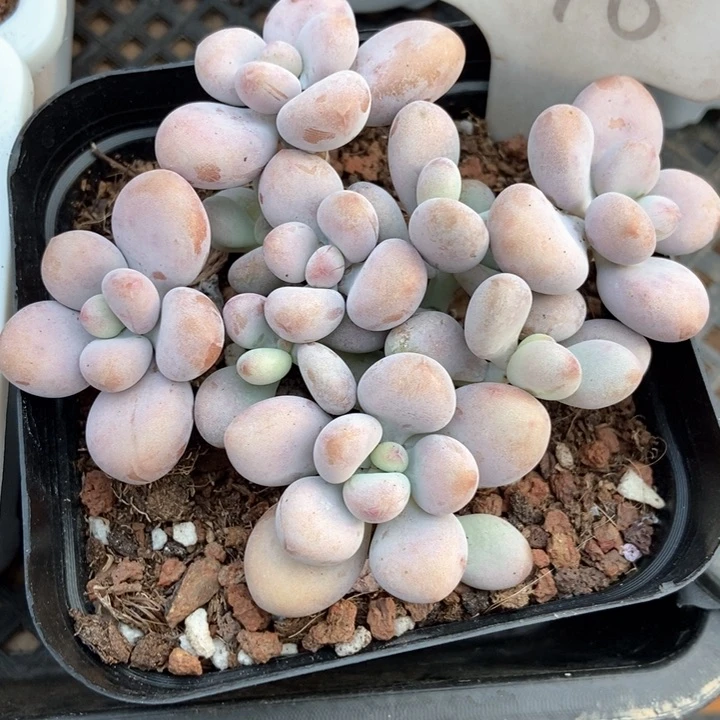 多肉植物桃蛋898