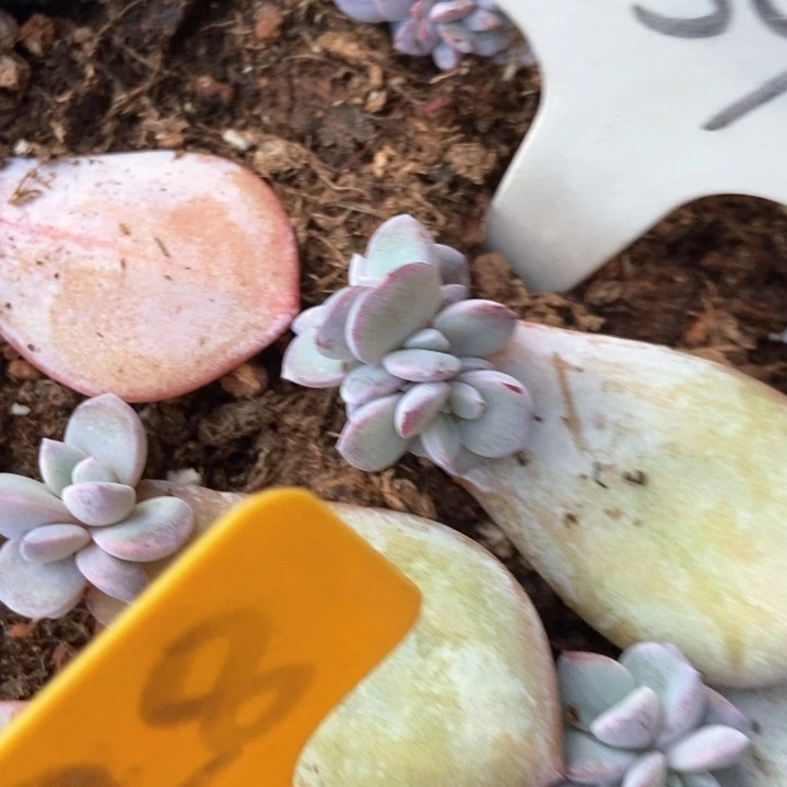 多肉植物奶茶839