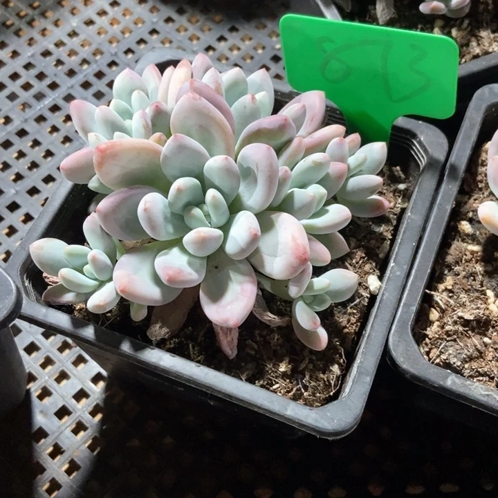 ?****多肉植物香水873