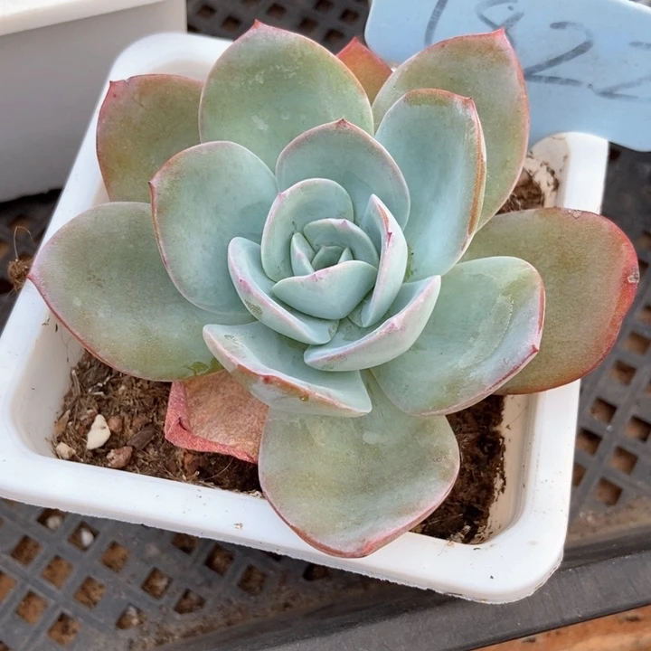 多肉植物布鲁兰1822