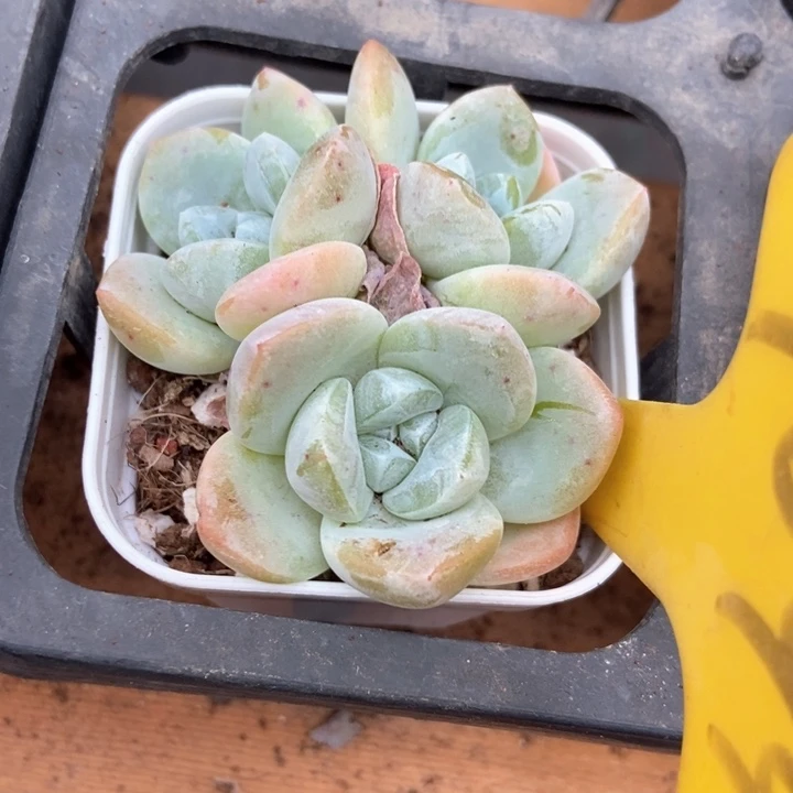 多肉植物冰玉1099