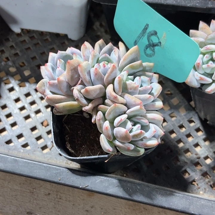 ?*?多肉植物石榴籽18