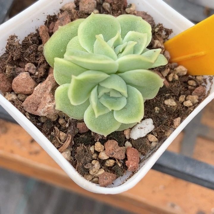 多肉植物虾饺1940