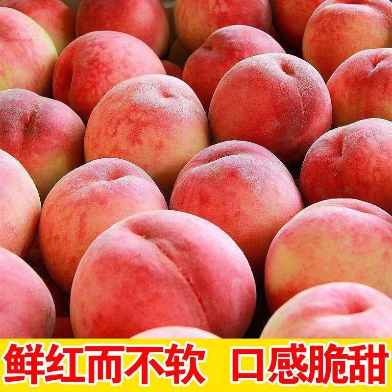 山东蒙阴金秋红蜜新鲜脆桃现摘桃子应季时令水果爆甜多汁整箱包邮