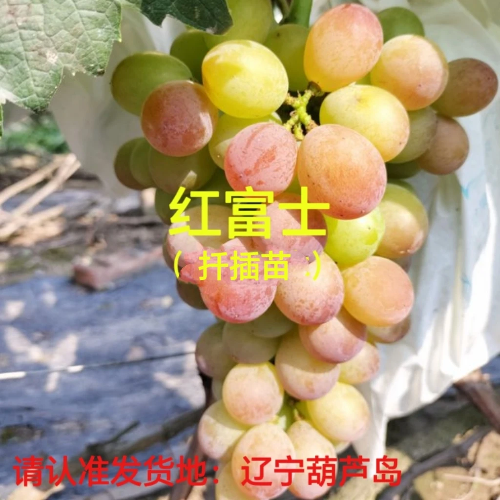 红富士  扦插苗 （一年苗 ）