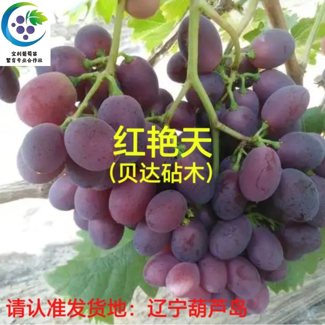 红艳天  葡萄苗 贝达砧木嫁接苗