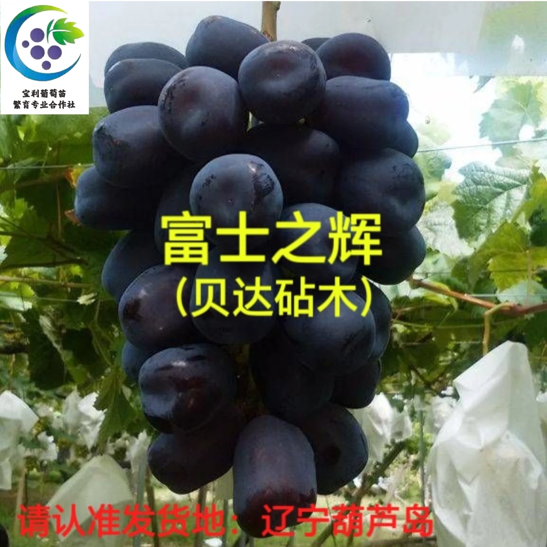 富士之辉  葡萄苗 贝达砧木嫁接苗