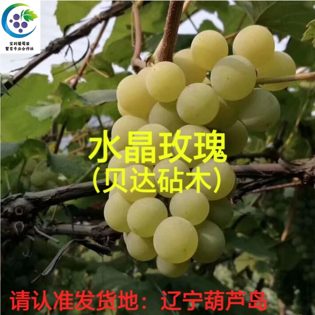 水晶玫瑰 葡萄苗 贝达砧木嫁接苗(枝条脱皮,介意勿拍) (一年苗)