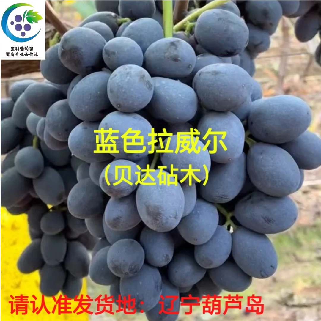 蓝色拉威尔 3309砧木嫁接苗 (一年苗)