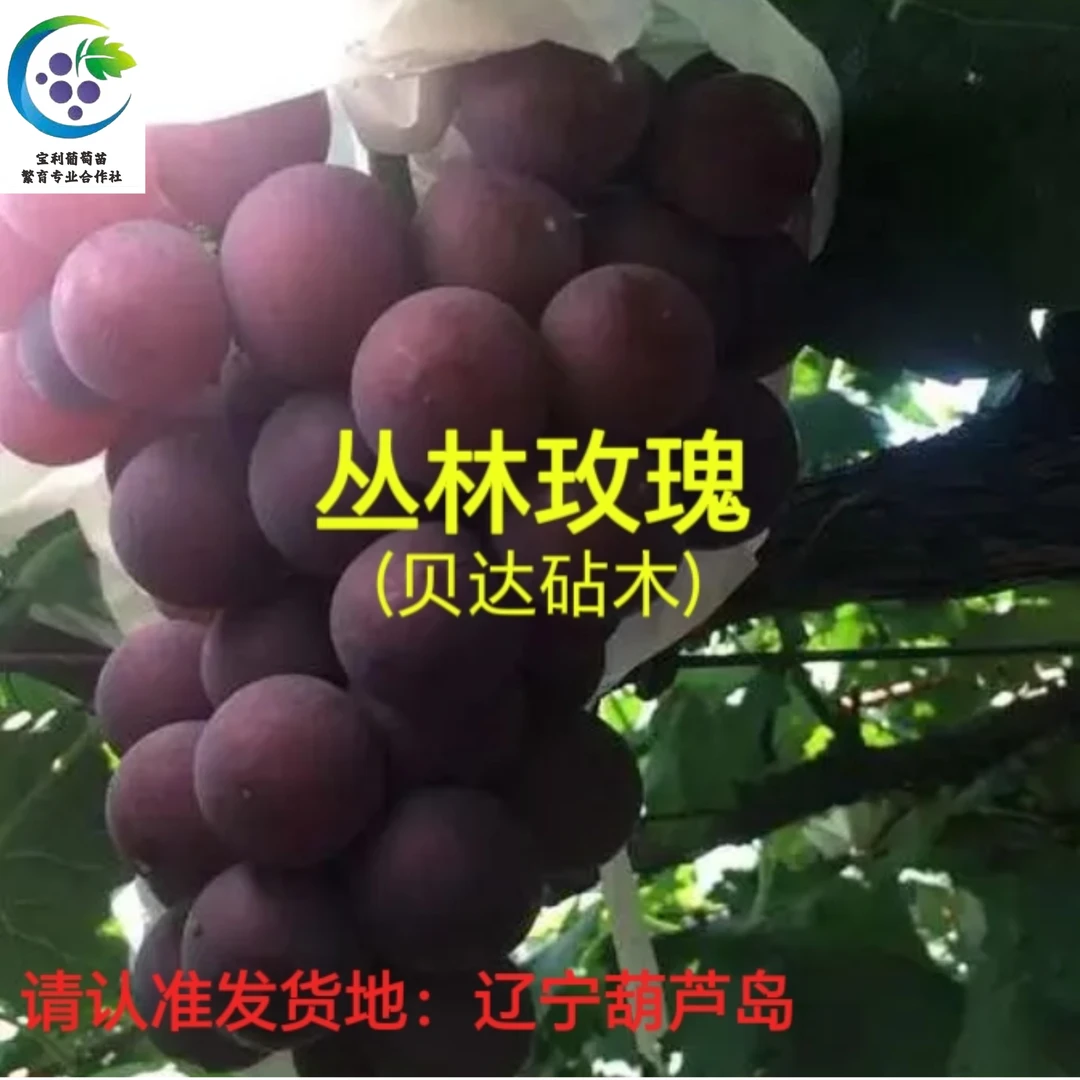 丛林玫瑰  贝达砧木嫁接苗 （一年苗满58包邮 不包活）