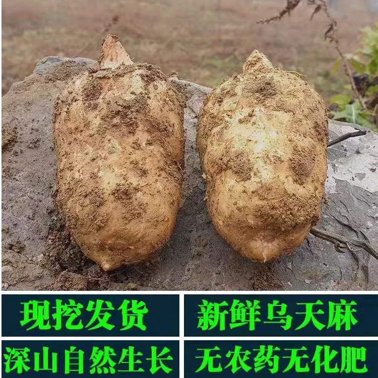 新鲜乌天麻无污染昭通小草坝天麻原生态烹饪煲汤 1-5斤湿泡酒煲汤