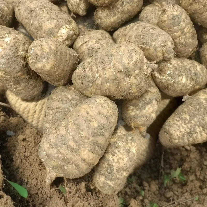 爆品【新鲜乌天麻】云南昭通彝良小草坝  产地直发炖鸡煲汤泡酒营养