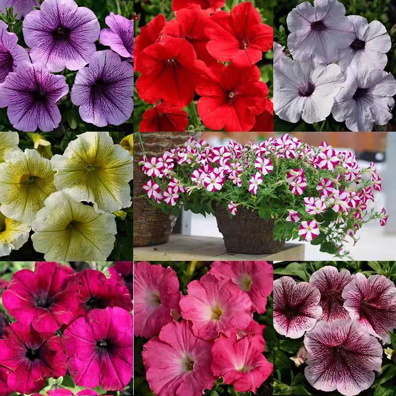 四季开花大花矮牵牛种子混色(送种子)