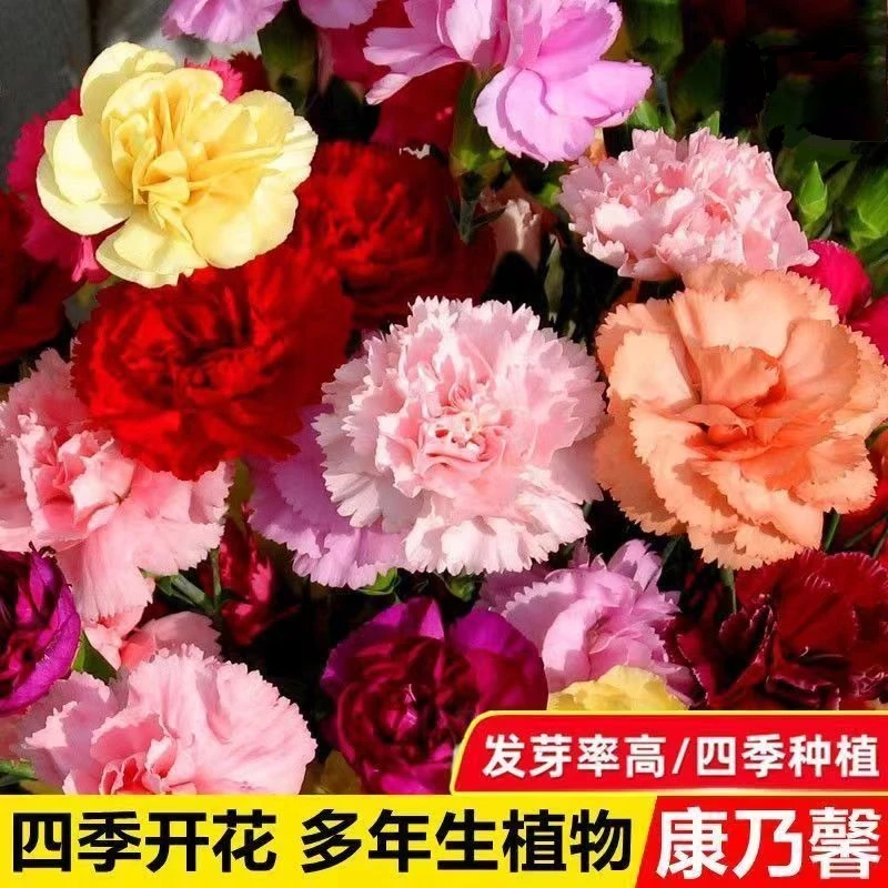 大花重瓣香水康乃馨种子混色50粒包邮(送种子)