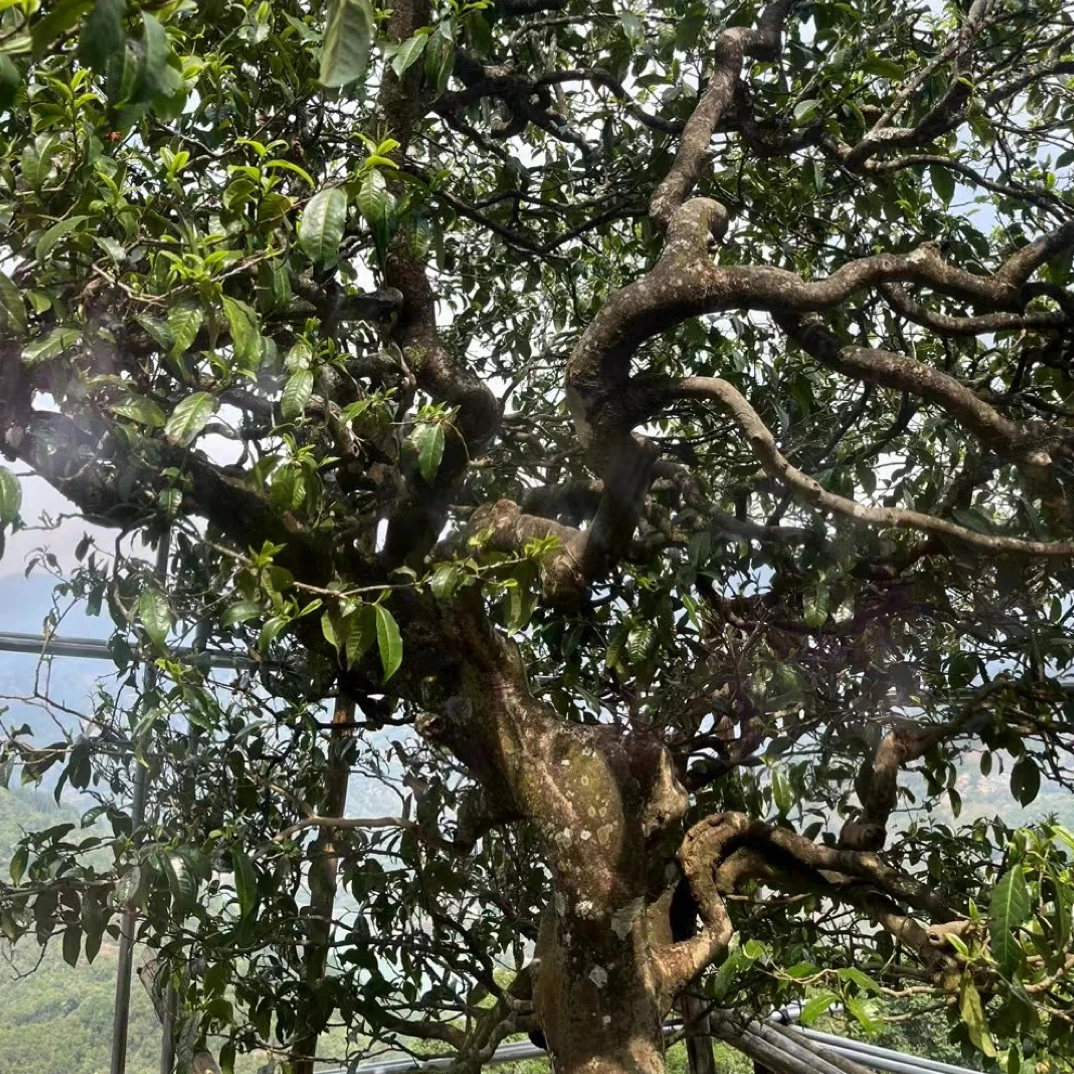 南迫单株2025生茶；古树茶（带同款茶样）