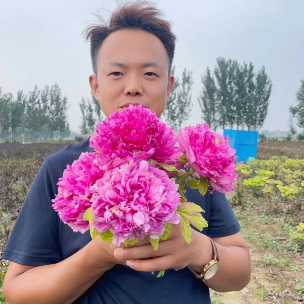 【紫罗兰】一年开两季的牡丹春秋紫 别墅阳台庭院花卉