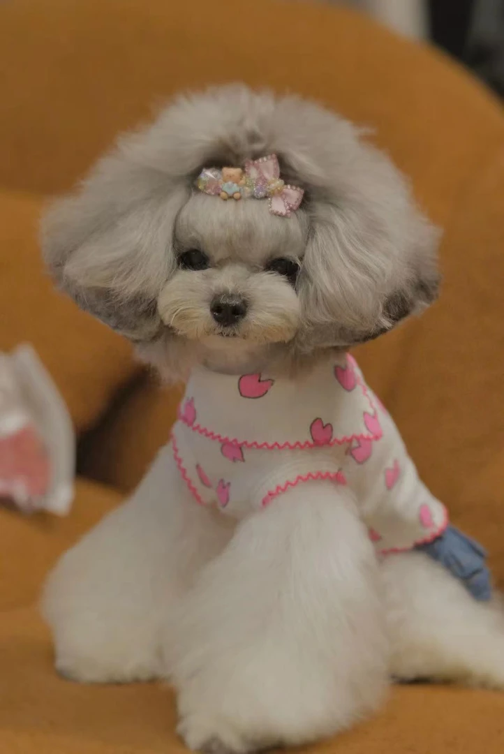 no退换特薄款莱卡棉爱心打底衫上衣小猫咪衣服