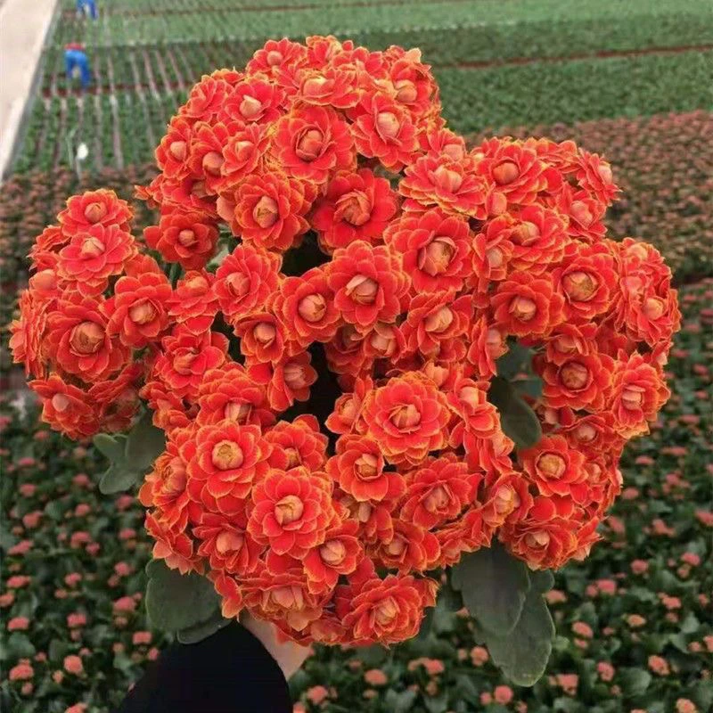 （金狐狸)130盆，一盆