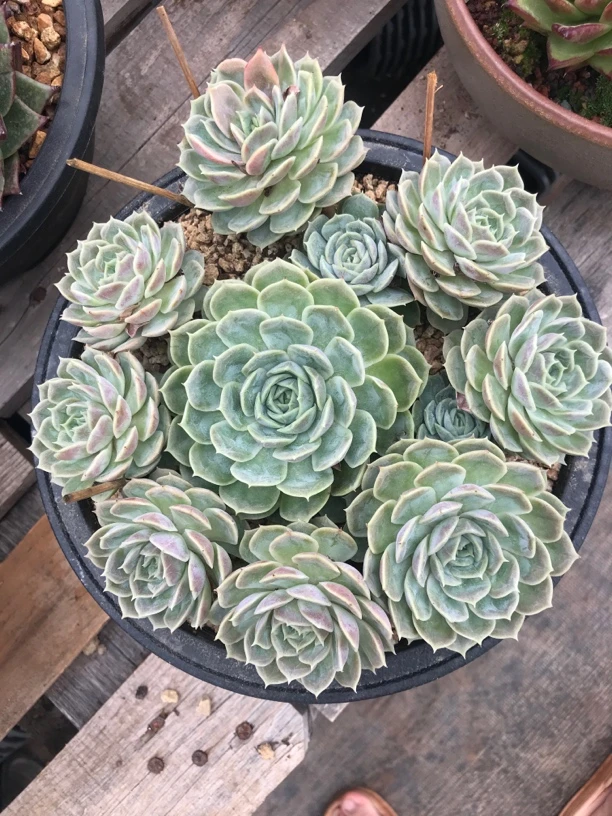 精品多肉 昂斯诺手捧 一物一拍，脱土发货