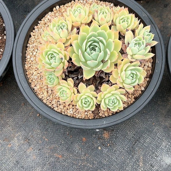 用***木多肉植物,三色景