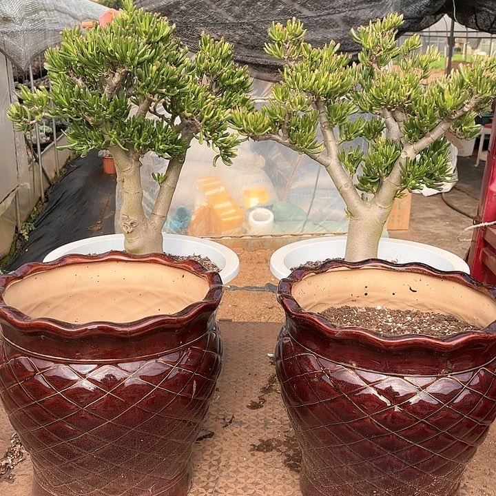 郑*清多肉植物,吸财树两颗