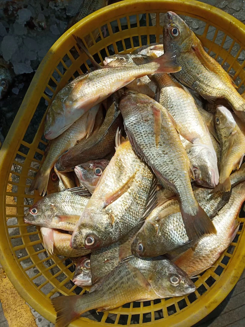 威隆海鲜新鲜台牙鱼海鲤鱼